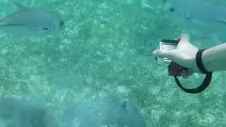 Sharks & Stingrays Foraging. Акула-няня и скат-хвостокол; кормление (1951sp)