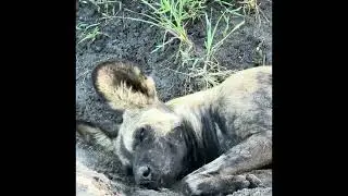 Wild Dogs Nyerere NP  1