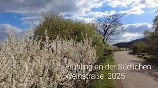 Frühling an der Südlichen Weinstraße  2025