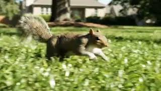 Squirrel climbing tree for your cats to watch!!!