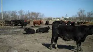 Eastern Dakota Cattle Feedout Project  NDSU