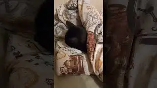 Холодно... Прохладно... Спать тут буду.. ) #оле7 #ластёна #cat #котофейка #кот #cats #животные