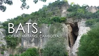 BATS. / Battambang, Cambodia / August, 2015