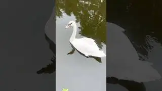 Swan at canal #swan