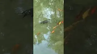 Turtle and fish&rsquo;s