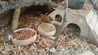 Some of my new African Pygmy Mice