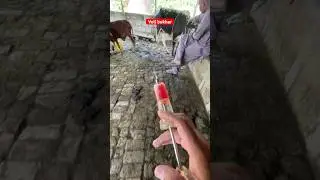Intramuscular | TDS| Three day sickness| veil bukhar| cattle dengue| BEF| Ephemeral fever| #vetdr