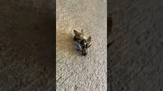 Two bees doin it (with commentary)