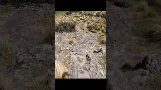 Race Vlog from the Port Hills Enduro up now . suprise twist at the End #mtbrace #shoey #emtb #mtb
