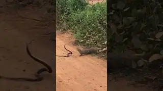 Get Redy To Fight 🐍🦨👊 #cobra #attack #wildlife