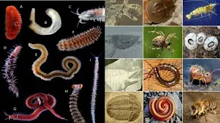 Annelida| Arthropoda| Neet| RPSC Biology| Net Life Science| Assistant Professor| KVS Exam| All Exam