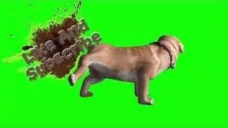 Bulldog Pee and Poo On Screen Green Screen Dog