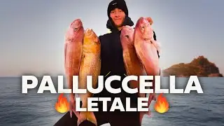 PALLUCCELLA LETALE per i dentici CORAZZIERI