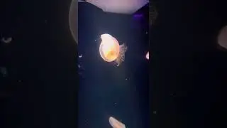 Jellyfish 🪼 - Aquarium de Paris 😍&hearts;️ 👀#travelnook007 #sealife #conservationsuccess #jellyfish