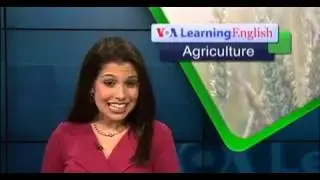 Straw Bale Gardening  Advice for Beginners