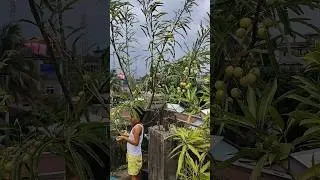 Amla in My Roof Garden #gardeningtips #amla #shorts