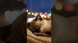 Sleeping Cat by Window 🌙 Calm Night &bull; No Music #sleep #calm #relaxing #shorts #sleepaid