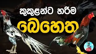 කුකුළන්ට හරිම බෙහෙත | Best Medicine for rooster #aseelrooster #roosterlover #කුකුළන්