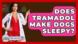 Does Tramadol Make Dogs Sleepy? - Ask A Pet Vet