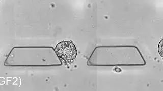 Development of pluripotent epiblast cysts from hESCs