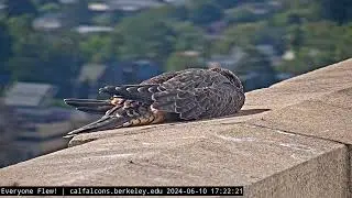 6-10-24 Nox Loafs in the Sun