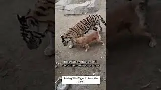 Golden Retriever Mama: Raising Wild Tiger Cubs at the Zoo!