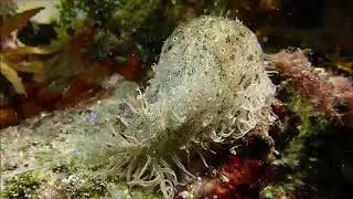 Aplysiids of Port Stephens