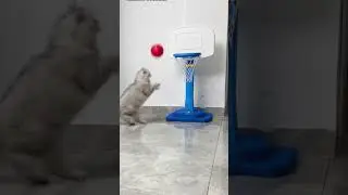 smart cats playing basketball #cat  #catlover