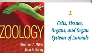 Nervous Tissue/ Muscle Tissue #zoology #cellstructure #biology #cellbiology #animals
