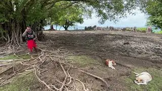 Local guide tells the story of Marae Hititai or Tau&rsquo;aitu, in Ra&rsquo;iatea, French Polynesia 