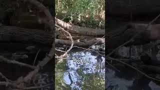 Huge Frog #frog #frogs #explore #kayaking #fishing #outdoors #animals #wildlife #explorepage #wow