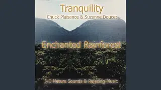 Enchanted Rainforest