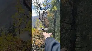 A Wild Bird Takes a Nut from My Hand | Ala Archa ASMR | Kyrgyzstan