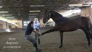 Sore Horse Clinic at KYB Dressage 2017