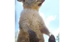 How to survive a kangaroo attack