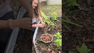 How & When to Harvest Turmeric. How to Store Turmeric #garden #grow #tumeric