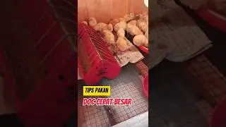Pakan DOC ayam agar cepat besar #shorts