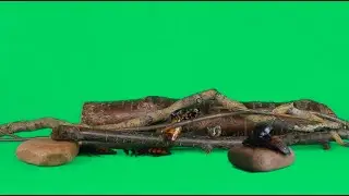 Cockroach Green Screen
