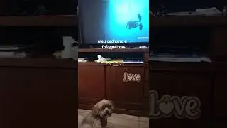Bob o c&atilde;o fofoqueiro