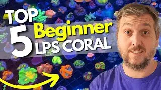 5 EASY LPS Corals Great For A Beginner's Reef Tank!