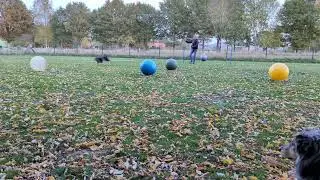 Freestyle Treibball
