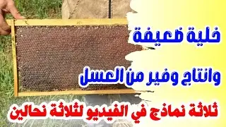 اسهل طريقة لزيادة انتاج العسل من الخلايا الضعيفة 💯💯 3 نماذج لثلاثة نحالين