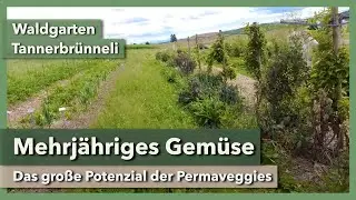 Mehrjähriges Gemüse im Waldgarten - Geniales Projekt | Waldgarten Tannerbrünneli | Rundgang 1 | 2023