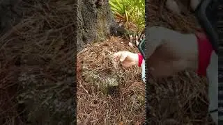 Subterranean termites