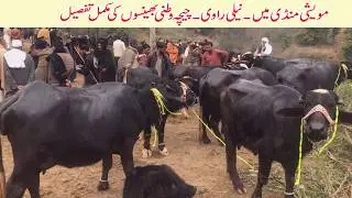 muvashi mandi dongi kotli ajk pakistan chichawatni mandi arifwala niliravi buffalo |kharian buffalo