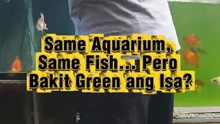 Day 3: Same Aquarium,Same Fish.Pero Bakit Green ang isa? #FunFacts #TeenScience #DidYouKnow #ReelsPH