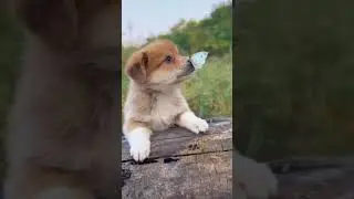 Puppy and butterfly 🦋 #reels #dogs  #dog  #doglover  #puppy  #puppylove
