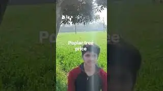 Poplar tree price #agriculture #plants #trees #poplar #shortsvideo #farm #farming #youtubeshorts