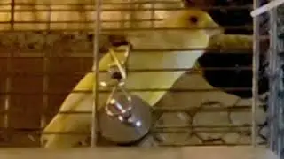 Male American Singer Canary 