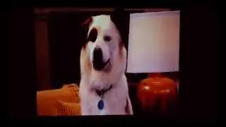 Dog With a Blog -Freddy and Gracie talk